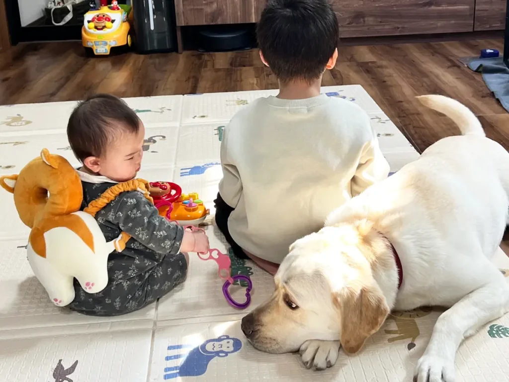 子供と遊びたいラブラドールレトリバーの写真