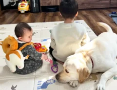 子供と遊びたいラブラドールレトリバーの写真