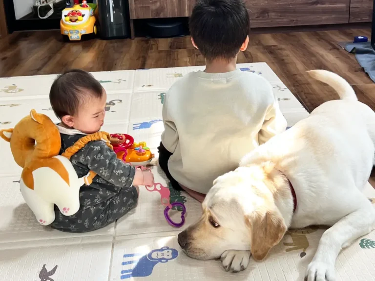 子供と遊びたいラブラドールレトリバーの写真