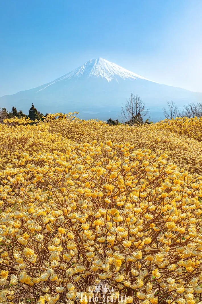ミツマタと富士山