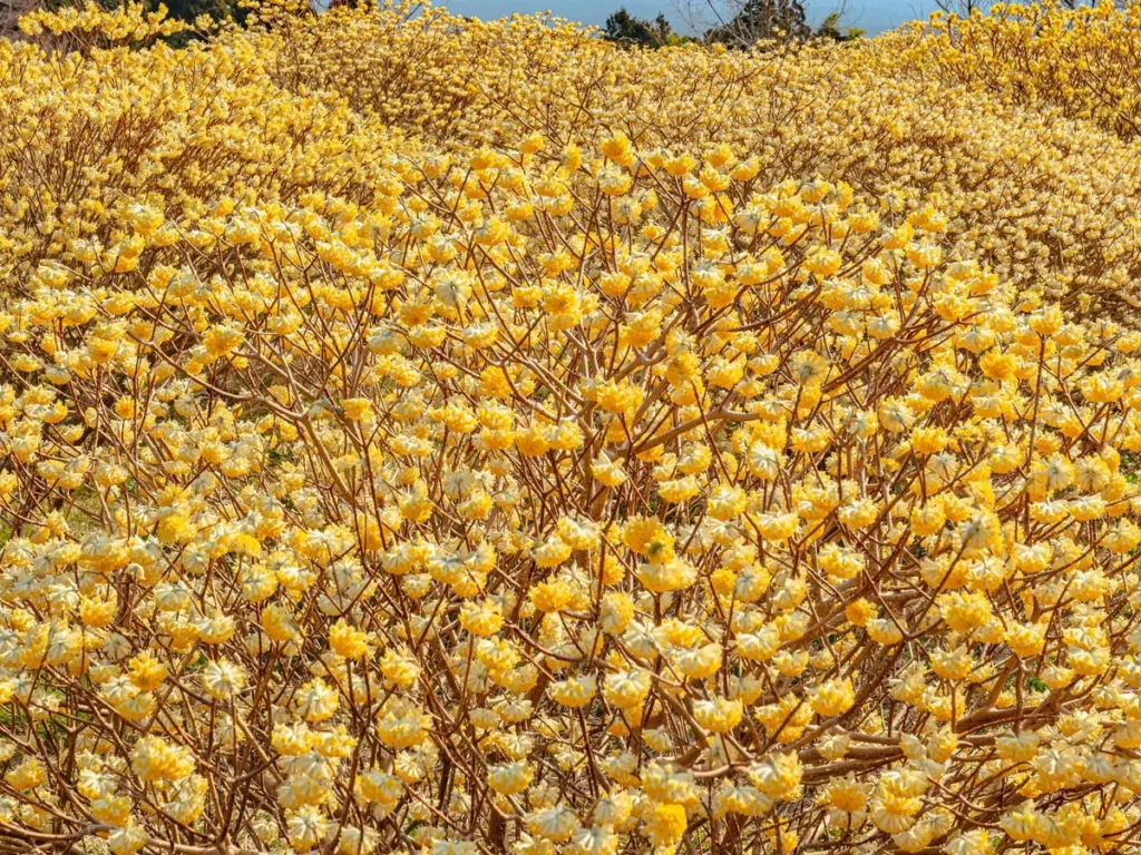ミツマタと富士山