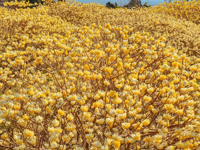 ミツマタと富士山