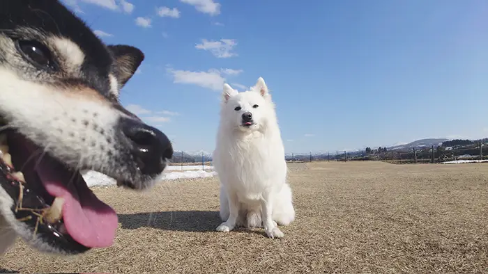 日本スピッツと柴犬の写真