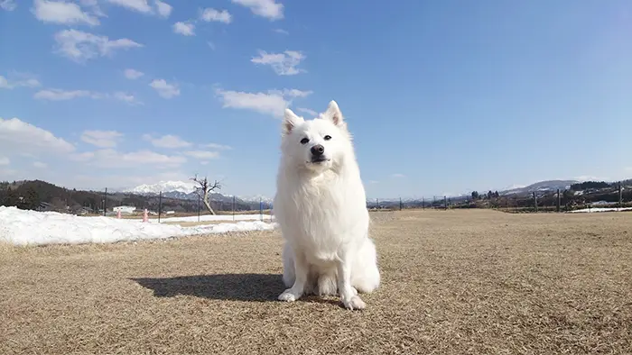 日本スピッツの写真