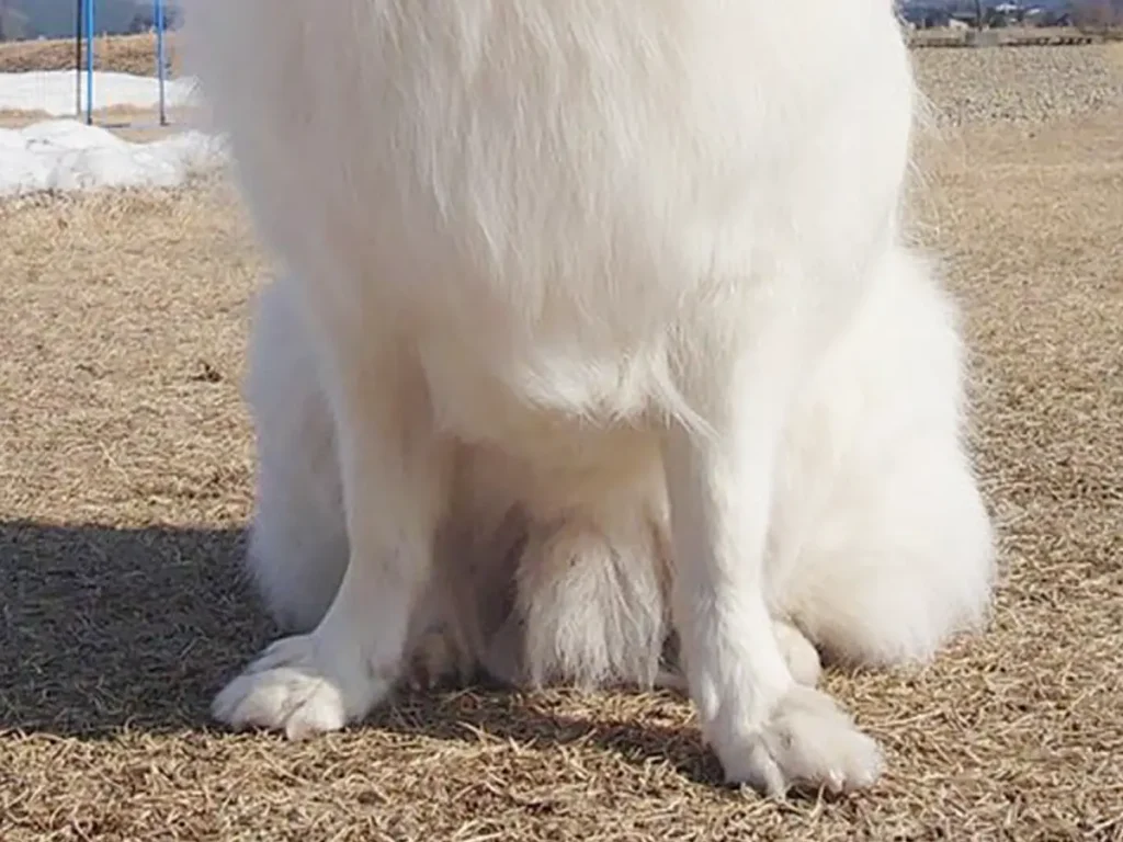 日本スピッツの写真