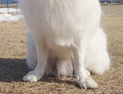 ドッグランで記念写真　1秒後の展開に「コントようなオチ」「陽キャの学生かな？」