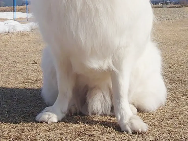 日本スピッツの写真