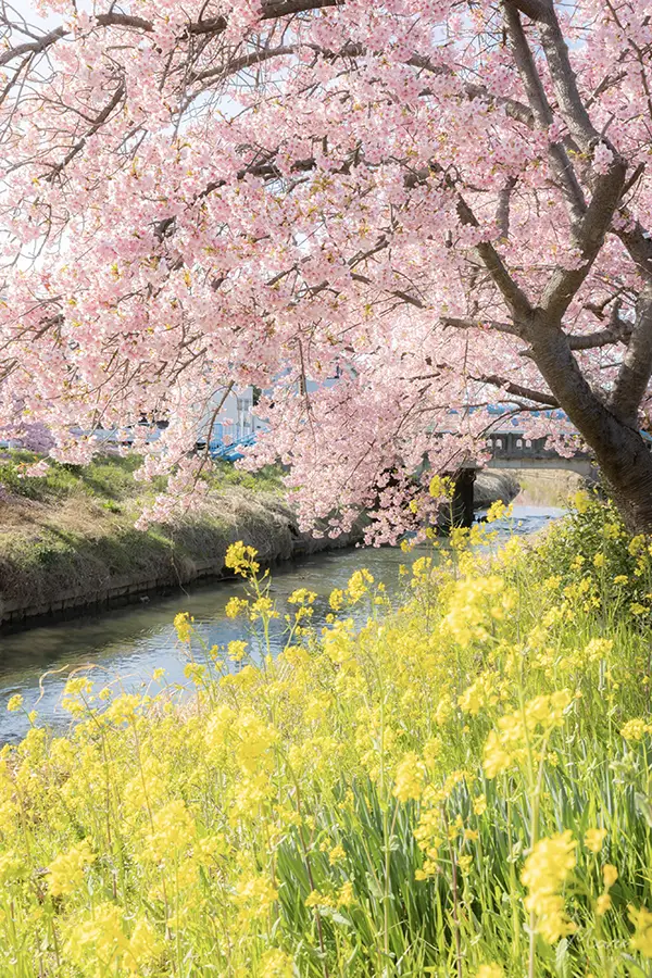 河津桜と菜の花の写真