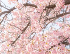 河津桜と菜の花の写真