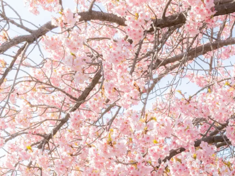 河津桜と菜の花の写真