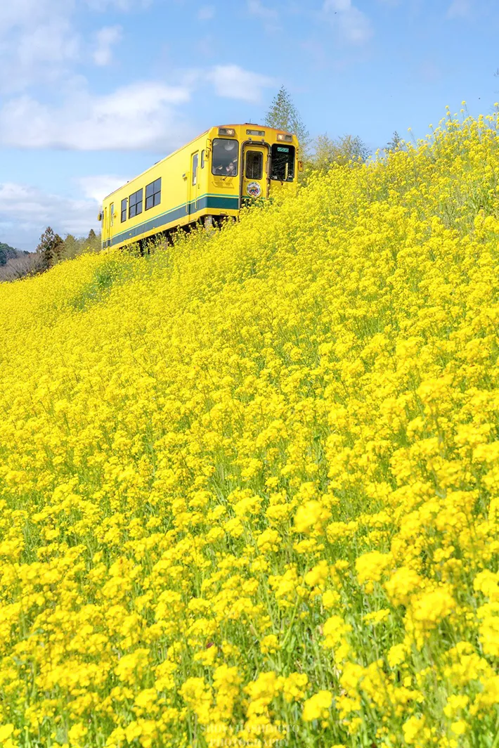 菜の花と鉄道の写真