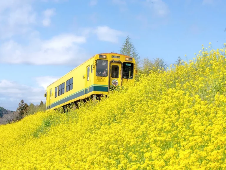 菜の花と鉄道の写真