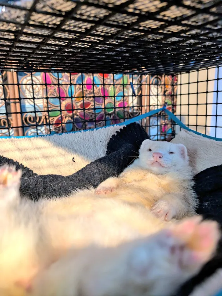 フェレットの写真