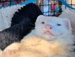 フェレットの写真
