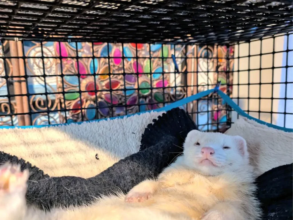 フェレットの写真