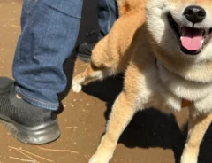 満面の柴犬　その横には…「やってやったぜって顔している」「表情まで見事」