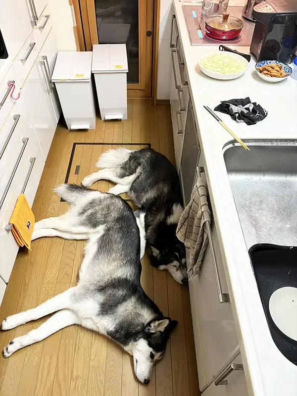キッチンで寝そべる2匹のシベリアンハスキーの写真