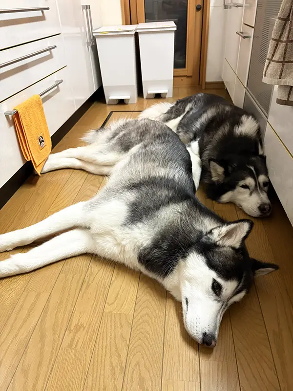 キッチンで寝そべる2匹のシベリアンハスキーの写真