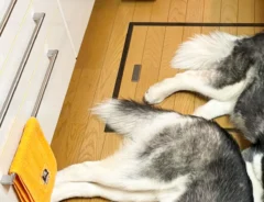 キッチンで寝そべる2匹のシベリアンハスキーの写真