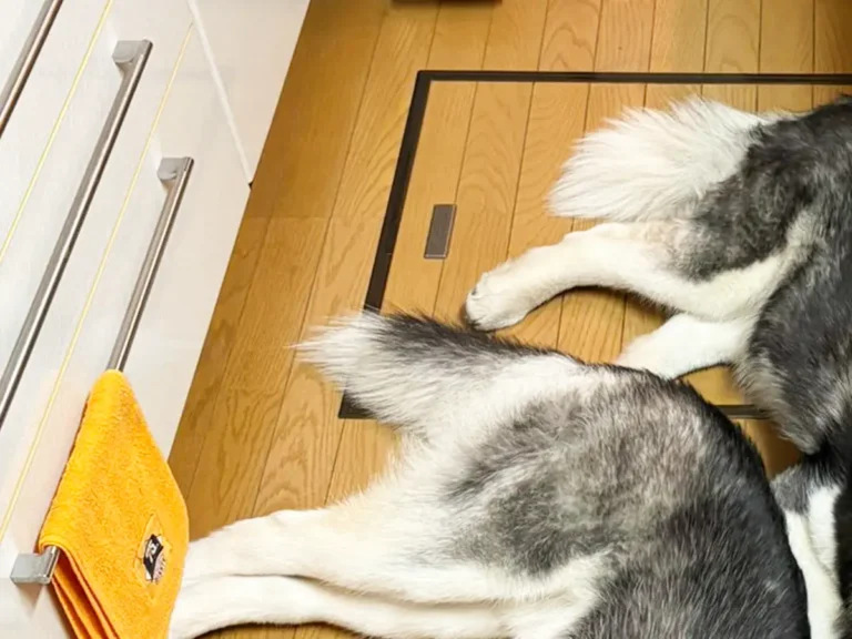 キッチンで寝そべる2匹のシベリアンハスキーの写真