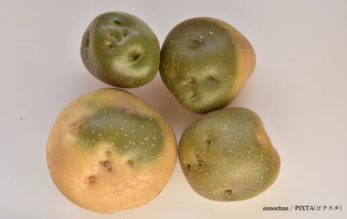 緑化したジャガイモの写真