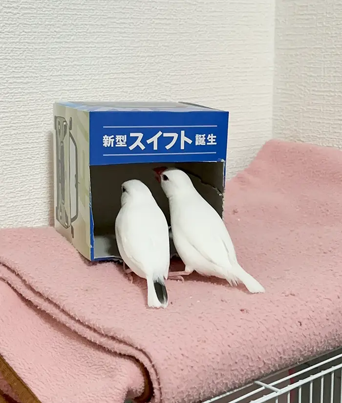 ティッシュ箱を覗く2羽の鳥