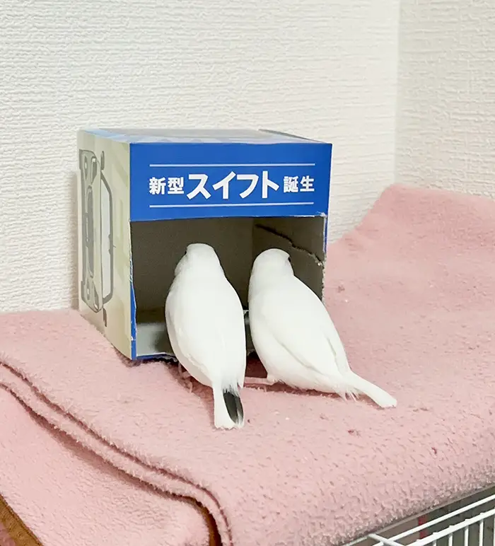 ティッシュ箱を覗く2羽の鳥