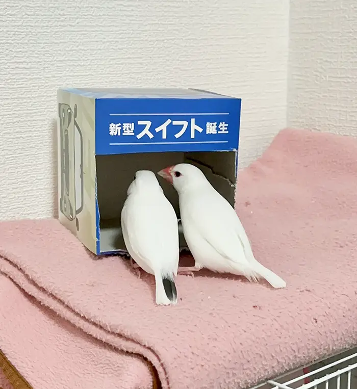 ティッシュ箱を覗く2羽の鳥
