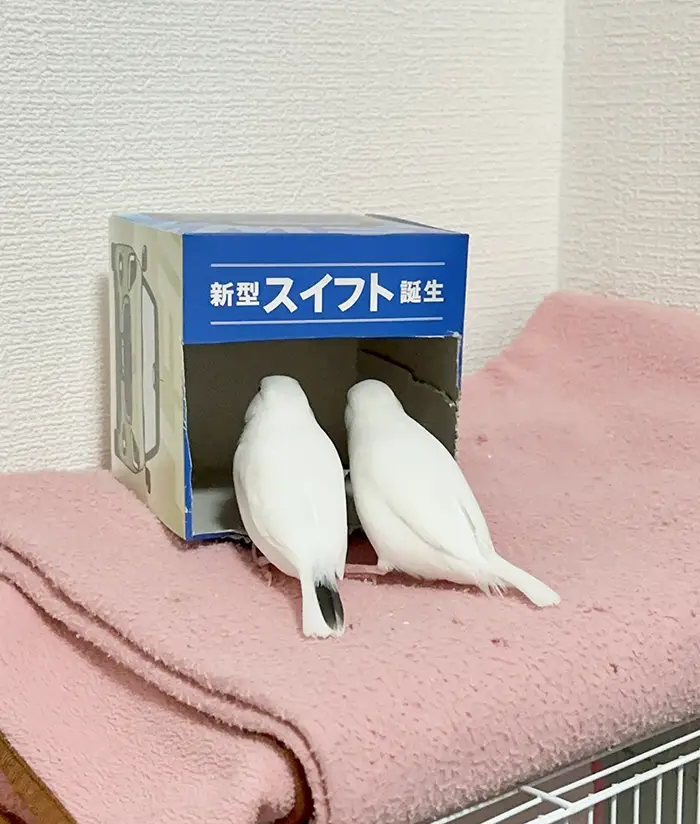ティッシュ箱を覗く2羽の鳥