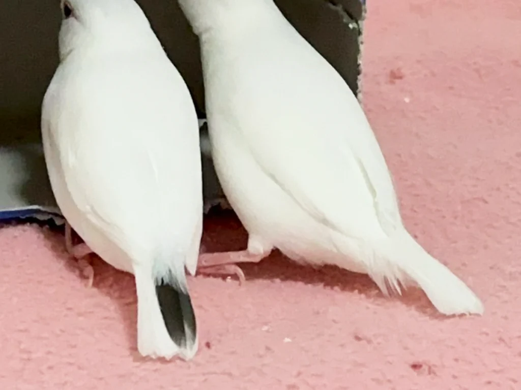 ティッシュ箱を覗く2羽の鳥