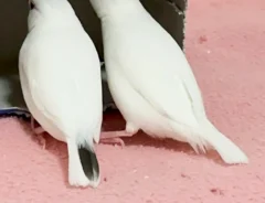 ティッシュ箱を覗く2羽の鳥