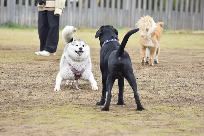 体格のいいシベリアンハスキーの写真