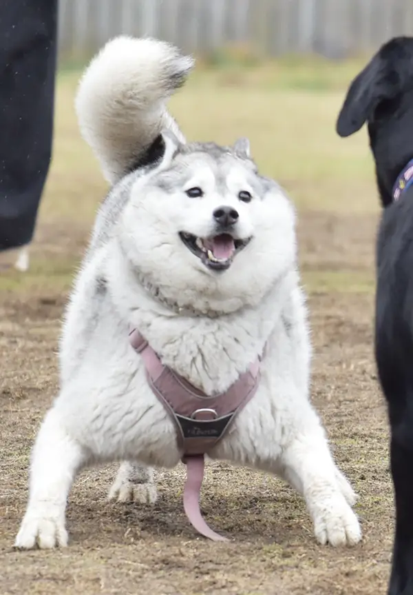 体格のいいシベリアンハスキーの写真