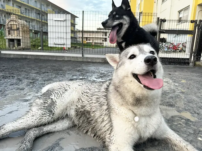 シベリアンハスキーの写真