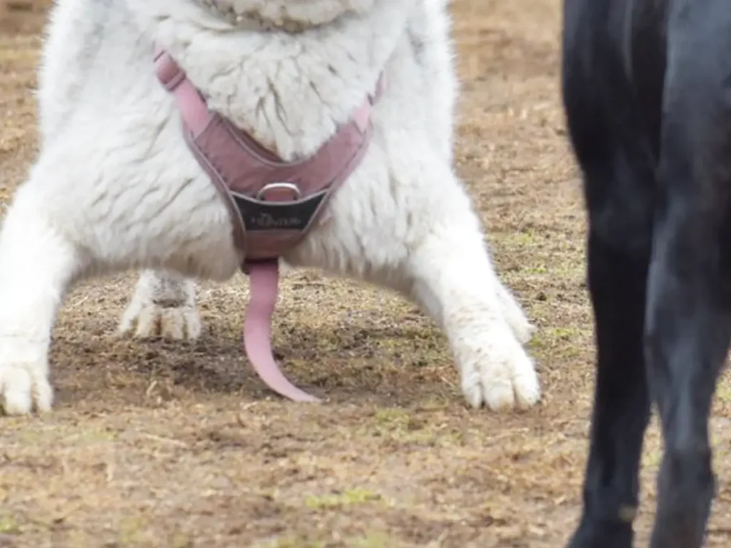体格のいいシベリアンハスキーの写真