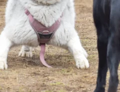 体格のいいシベリアンハスキーの写真