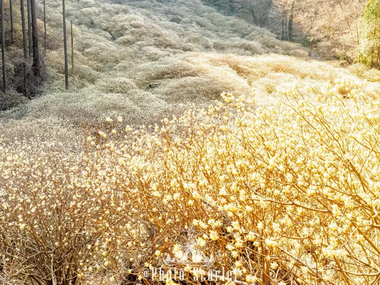 群馬のミツマタ群生地