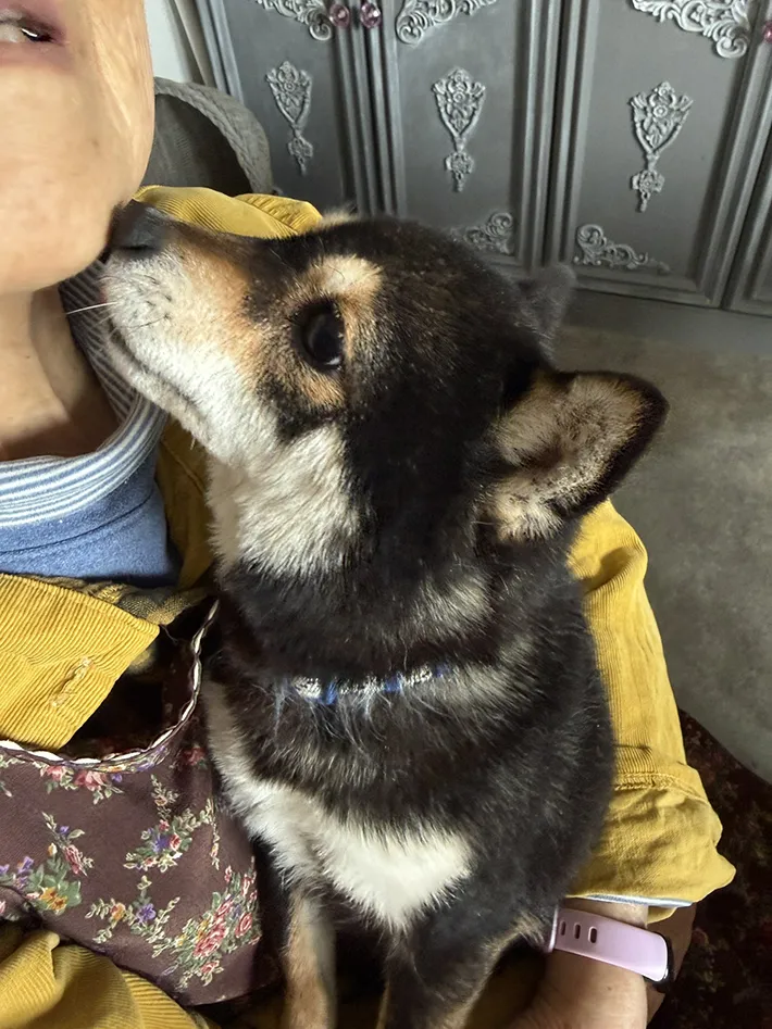 おばあちゃんと保護犬の写真