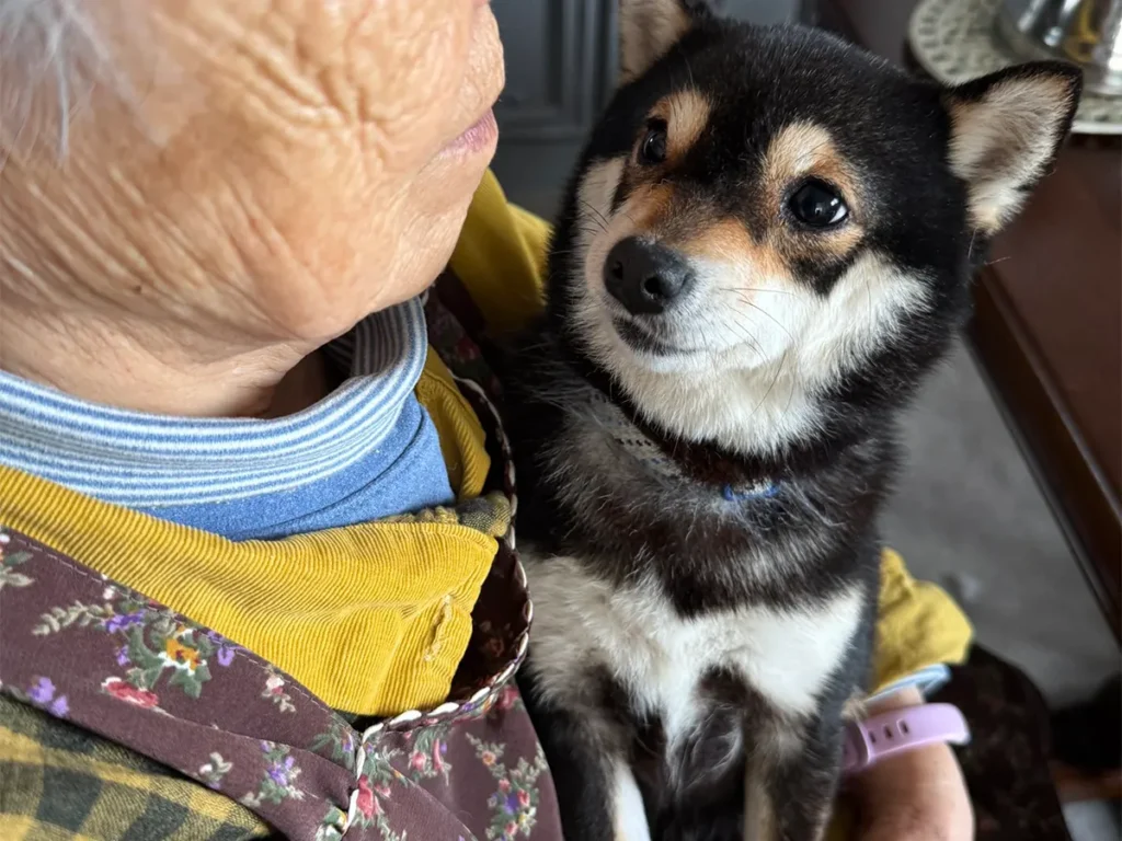 おばあちゃんと保護犬の写真