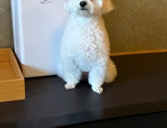 飼い主と温泉旅行に来ていた犬、帰りたくなくて…　見せた行動に「かわいすぎる」「それにしか見えない」