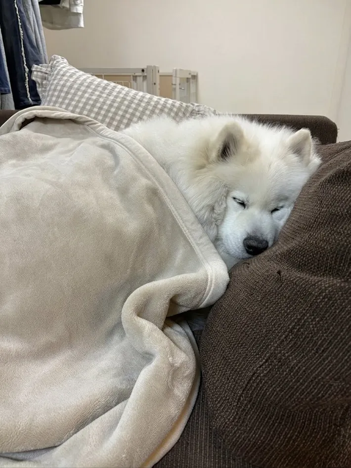 サモエドの写真