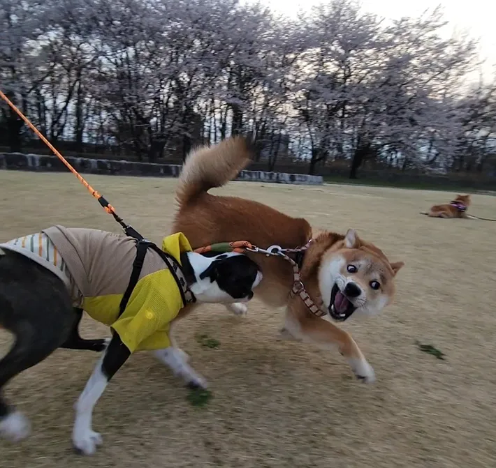 ドッグランでの犬