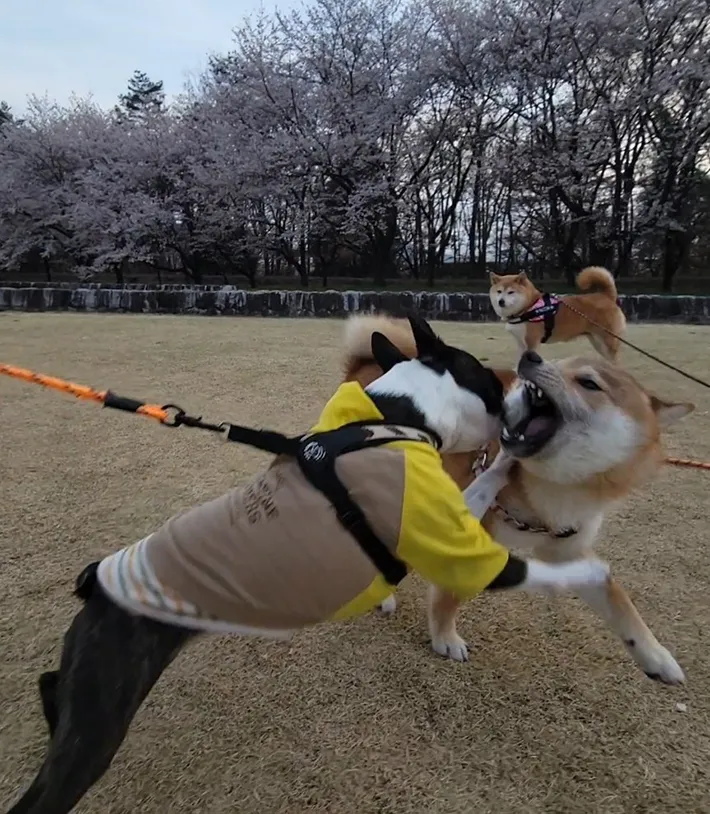 ドッグランでの犬
