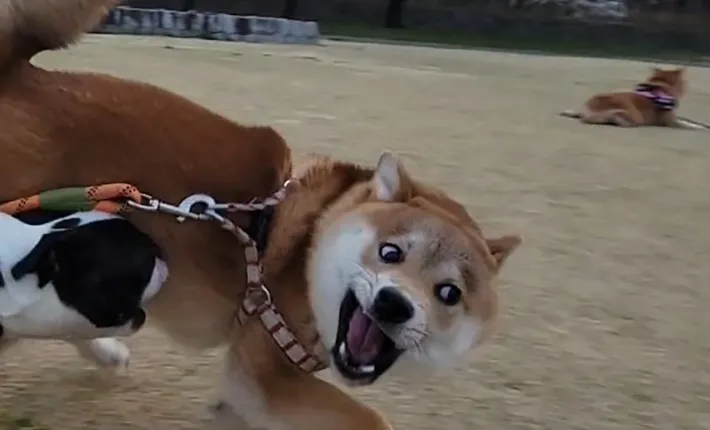 ドッグランでの犬