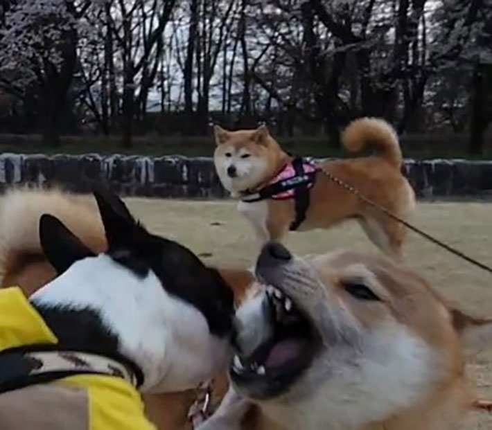 ドッグランでの犬