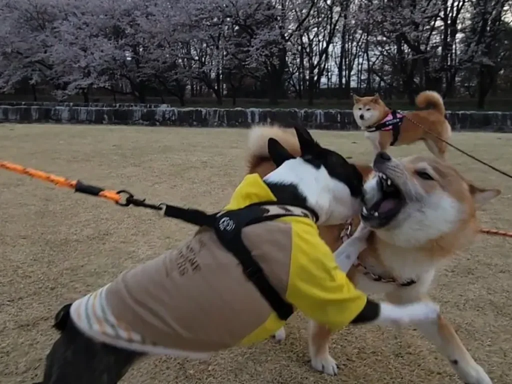 ドッグランでの犬