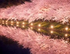 水面に溶け出すピンク色…　ライトアップされた夜桜に「語彙力を奪われる」「圧巻」