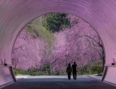 yuya（@yuya0240）さんのトンネル写真