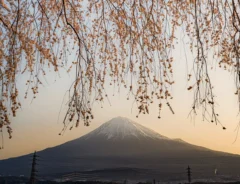 『夜明けのしだれ桜降る富士山が美しい』　絵画のような光景に「物語を感じる」「見入ってしまった」