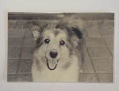 20年以上前の亡き愛犬　瞳を拡大してみると？「泣いてしまった」「会ってなでたい」